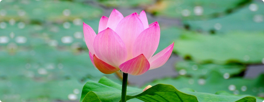 Lotus_1