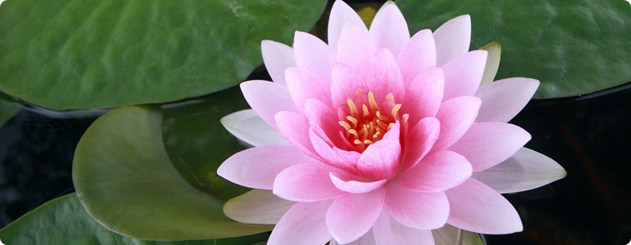 Lotus_2