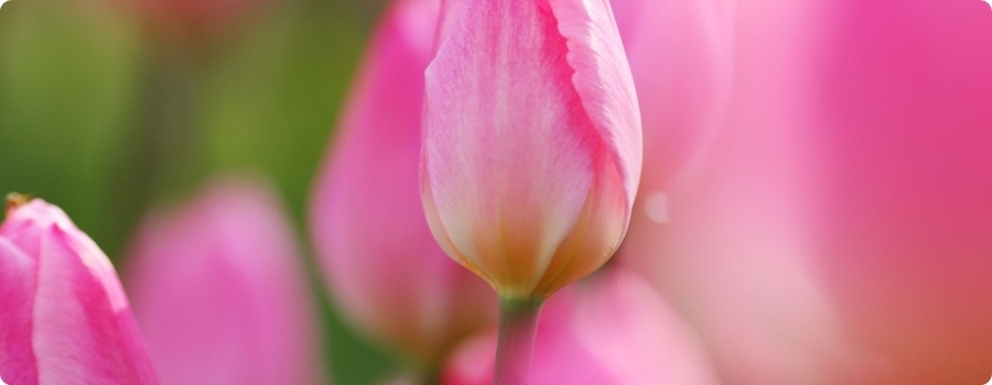 Tulpe